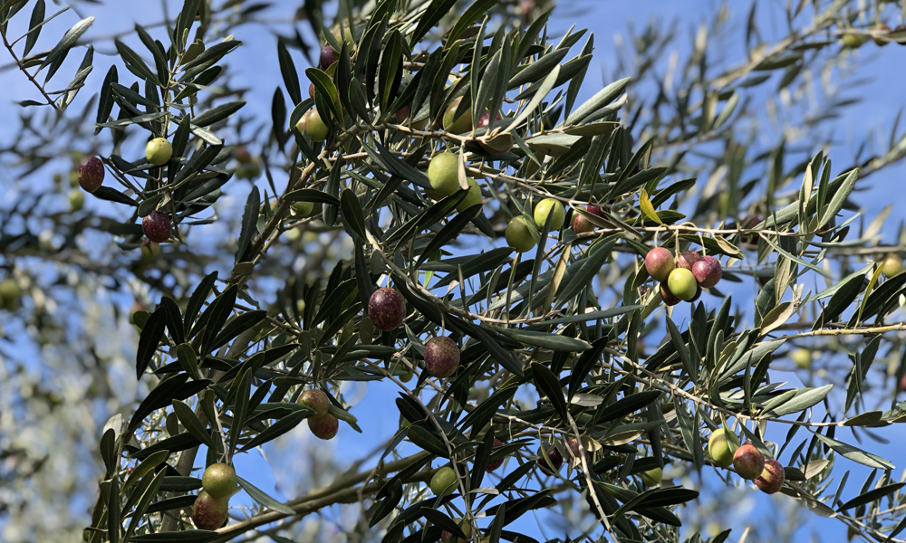 オリーブ硝子 olive glass
